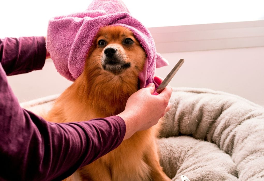 Dog being groomed or bathed during shedding season