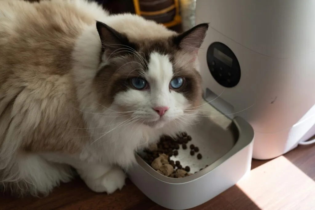 can cats eat corn