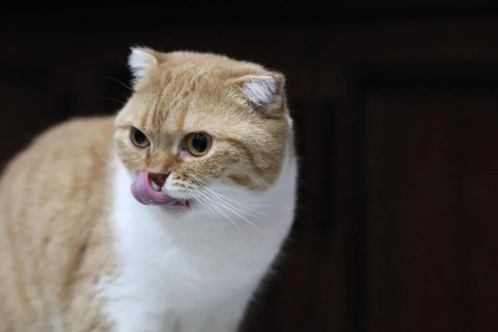 can cats eat corn