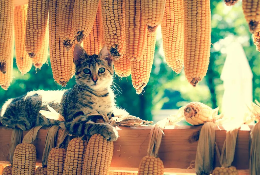 can cats eat corn