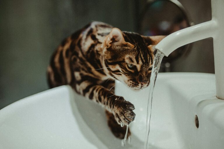 how long can cats go without water