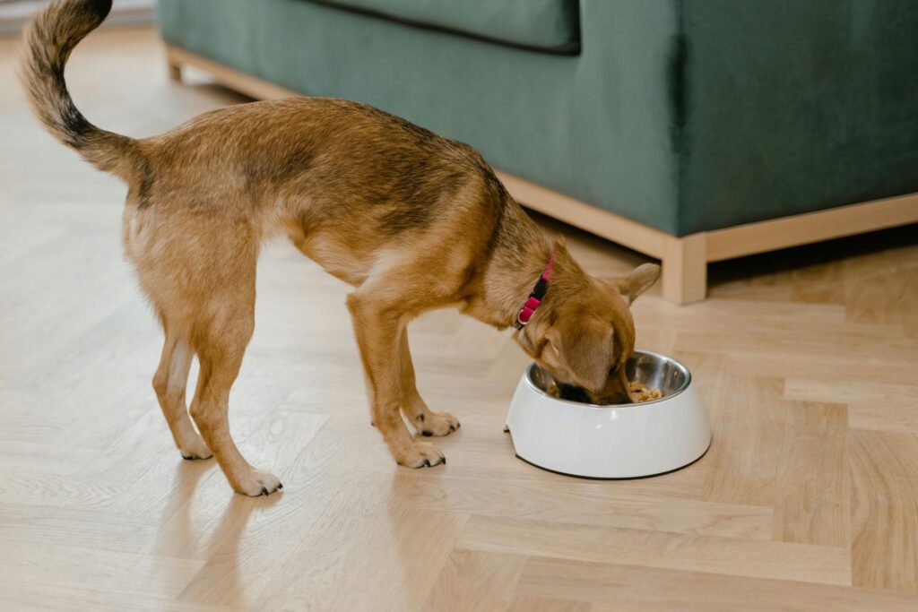 Elevated Dog Bowl