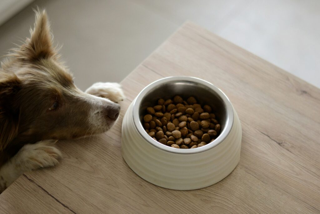 Adjustable Dog Feeder