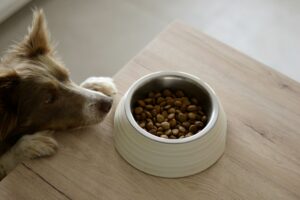 Adjustable Dog Feeder
