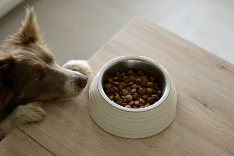 Adjustable Dog Feeder