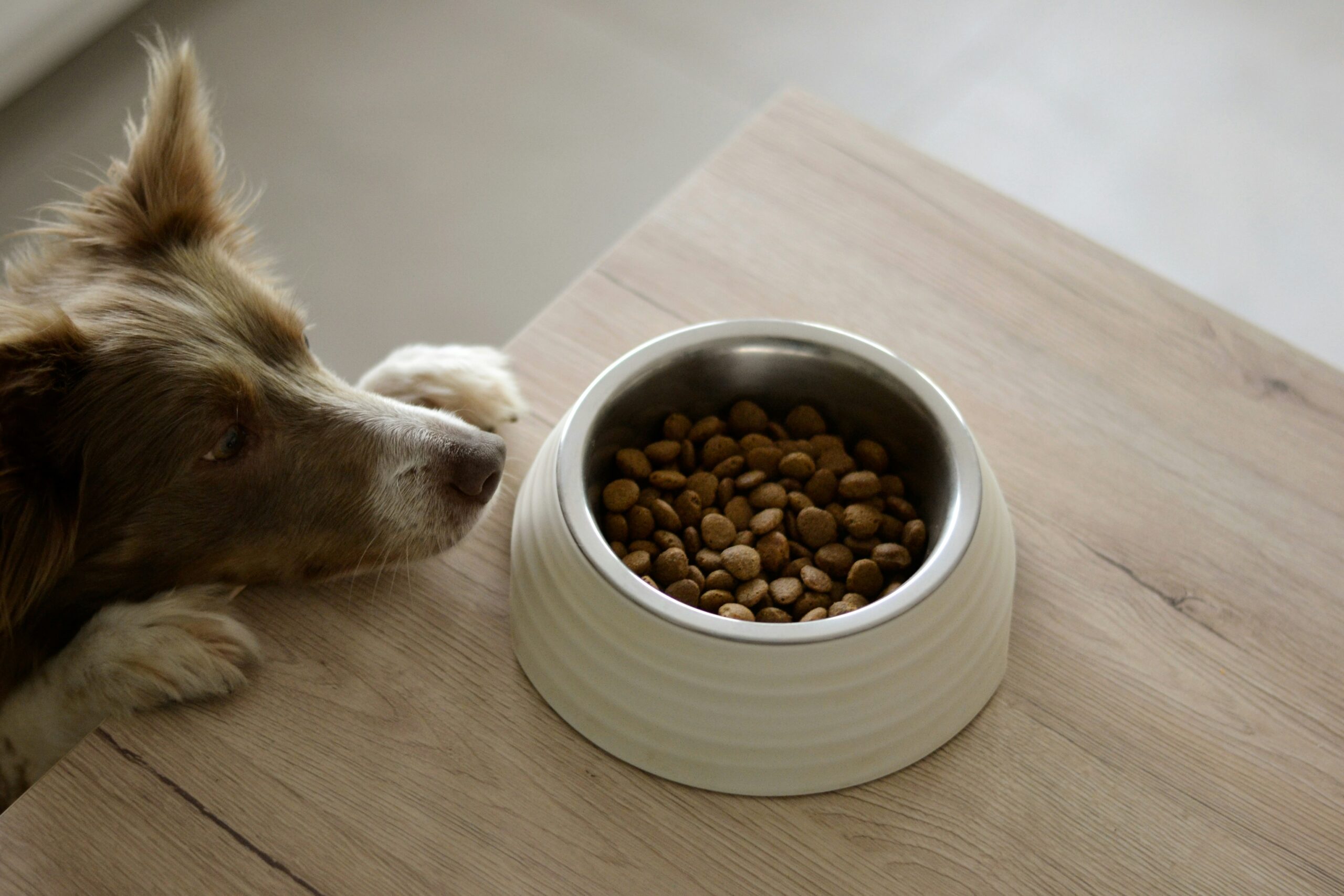 Adjustable Dog Feeder