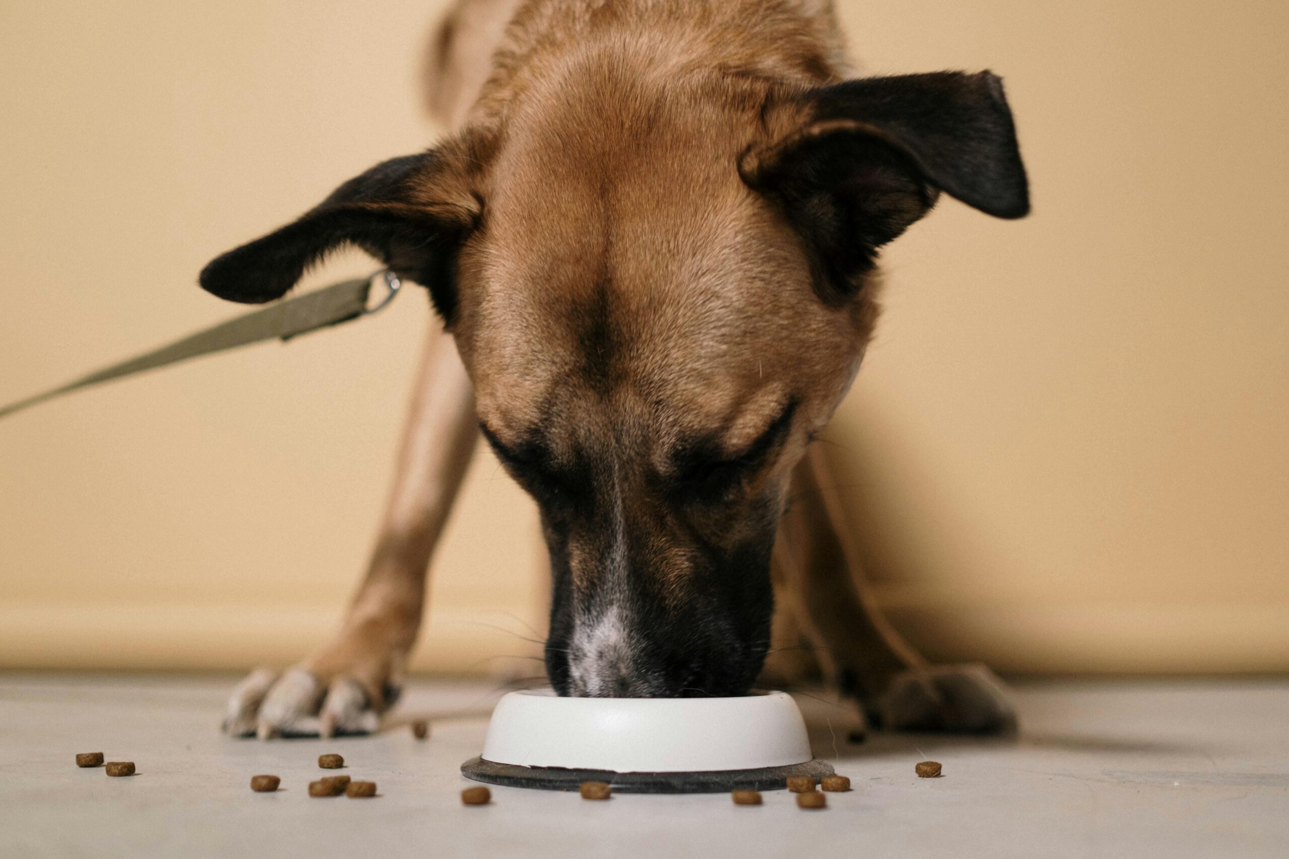 Elevated Dog Bowl