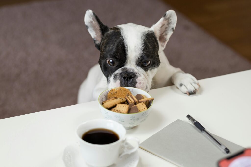 Elevated Dog Bowl
